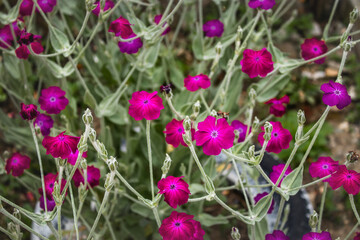 Bright purple flowers with pale green foliage on a sunny day.