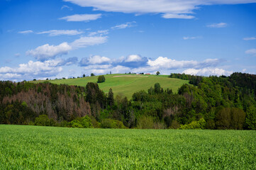 Green field, wood and picturesque hill in spring day.