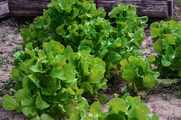 Green lettuce grows in the garden on a sunny day. Green salad vegetables.