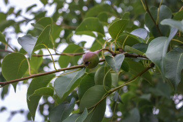 Young green pear fruits with leaves on a branch. Pear tree with ripening fruits in the garden. Small green young pears that ripen on a sunny day. The concept of pear growth on tree branches