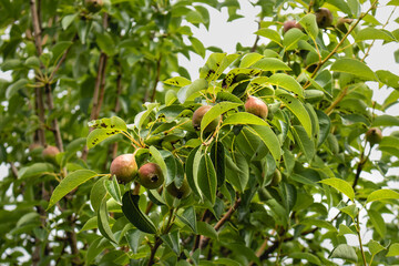 Young green pear fruits with leaves on a branch. Small green young pears that ripen on a sunny day. The concept of pear growth on tree branches. Pear tree with ripening fruits in the garden.