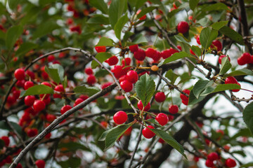 Juicy cherries on the branches of a tree in the garden. A cherry tree with a ripe sour red cherry on a blurry background. Delicious juicy cherries hanging on a tree on a sunny summer day.