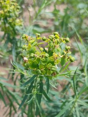 Green plant in the forest.