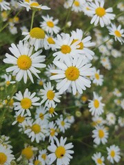 Fototapeta premium White daisies in the forest in summer.