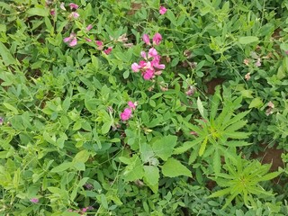 Pink flowers in the meadow.