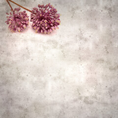 stylish textured old paper square background with lilac wild leek flowers