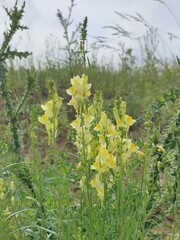 Yellow wildflowers in the forest.