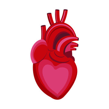 vector illustration of a heart on a white background