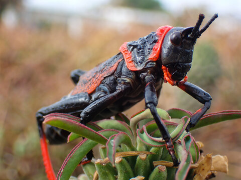 Toxic Koppie Foam Grasshopper Milkweed Locust (Dictyophorus spumans), Mossel Bay, South Africa