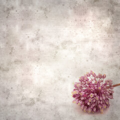 Textured stylish square old paper background with wild leek flowers