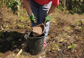 Fototapeta premium An elderly woman fertilizes young weak strawberry seedlings with saltpeter and compost on the farm. Close-up of hands with saltpeter and a scoop with compost. Growing and fertilizing strawberries