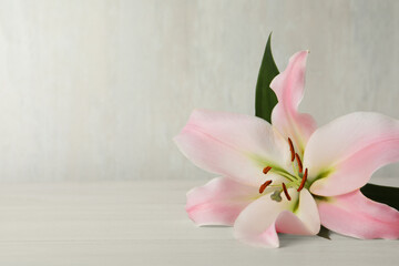 Beautiful pink lily flower on white wooden table, space for text