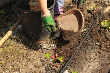 An elderly woman fertilizes young weak strawberry seedlings with saltpeter and compost on the farm....