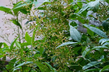 雨上がりの植物