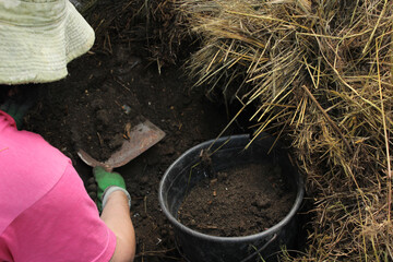 A pensioner collects humus from a compost pit for strawberry fertilization with a ladle. Strawberry...