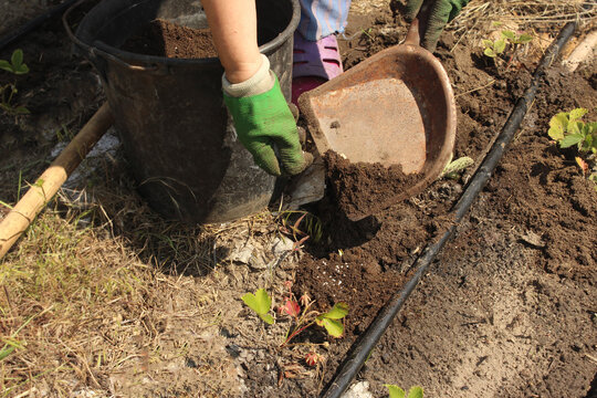 An elderly woman fertilizes young weak strawberry seedlings with saltpeter and compost on the farm. Close-up of hands with saltpeter and a scoop with compost. Growing and fertilizing strawberries