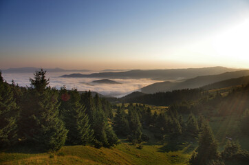 Mountain landscape with forest in the summer. Silhouettes of fir trees in the fog