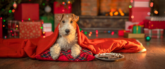 Dog near fireplace and Christmas tree, gift boxes