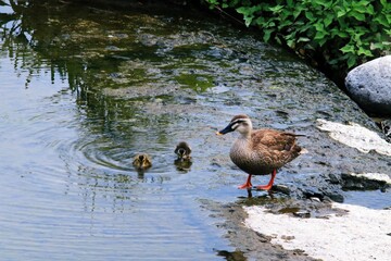 하천 풍경 - 오리가족 3마리 외출