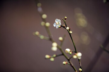 봄 풍경 - 매화