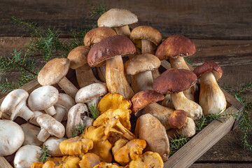 Wild boletus, chanterelle mushrooms, champignon for culinary, dietary healthy food