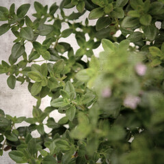 square stylish old textured paper background with lemon thyme
