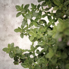 square stylish old textured paper background with lemon thyme