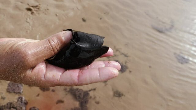Fisherman holds a sea slug in his hand at the beach of Essaouira, Morocco.