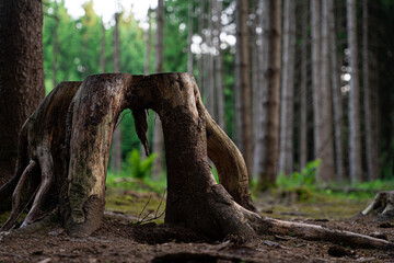 Peculiar sawed off tree trunk in the woods - nice form with opening in the middle - obrazy, fototapety, plakaty