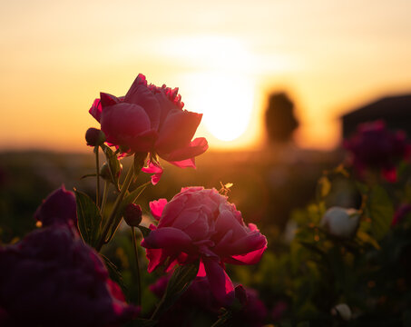 Roses illuminated from the rising sun - nice silhouette with orange and pink colors