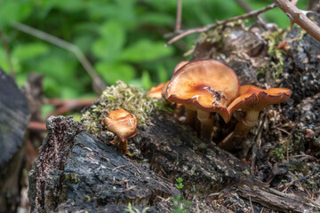 Mushrooms growing on a tree stump or tree.