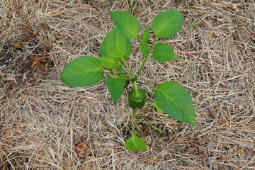 Green bell pepper growing in the garden with straw under it.