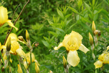 Wild yellow irises on a blurred background of a sunny green glade.