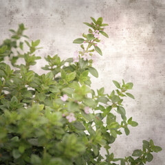 square stylish old textured paper background with lemon thyme