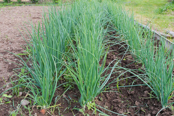 Rows of lush green onions grown in the backyard.