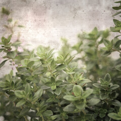 square stylish old textured paper background with lemon thyme
