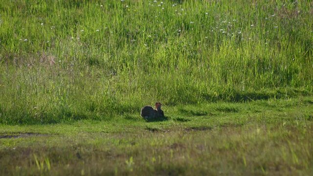 A small fluffy eared rabbit sits on a green meadow and eats grass. Wild bunny on grassland. Cute wild rabbit in natural environment, close up. Static shot, real time