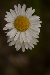 Obraz premium white daisies close up of daisy white petals and yellow centre vertical format black background close up of one daisy on top of another showing contrast of white against black