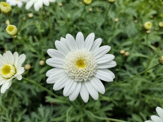 Obraz na płótnie Canvas Argyranthemum 'Madeira Crested White'