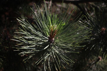 beautiful fresh green pine needles