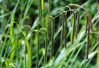 Long, drooping, catkin-like spikes of pendulous or hanging, drooping or weeping sedge (Carex...