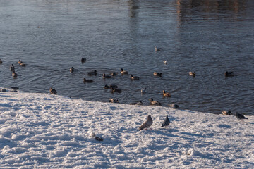 Ducks and ducklings and other birds by the river.