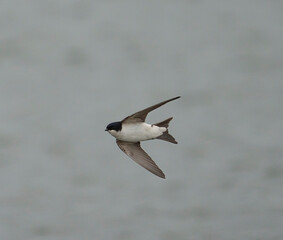 House martin, Delichon urbicum