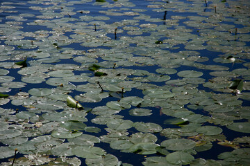 Water lily pads covering the water on the edge of a lake