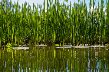 Reeds and lily pads reflected in the water on the shore of a lake