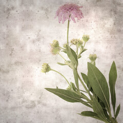 stylish textured old paper square background with Mountain scabious, Pterocephalus dumetorus