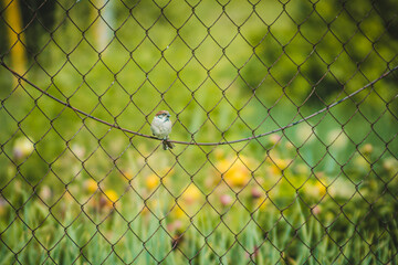 a sparrow sits on a chain link fence
