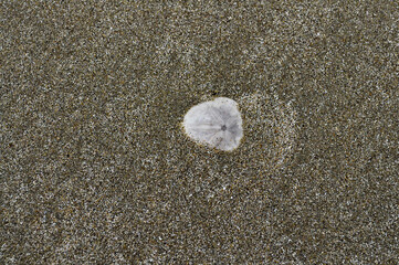 Fototapeta na wymiar Ocean wave slightly exposes white sand dollar in the brown sand
