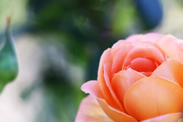 とても美しいベージュ色のバラの花。A very beautiful beige rose flower.