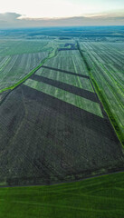 green-sown Russian fields. aerial photography